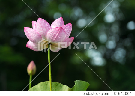 蓮花 蓮花 81643004