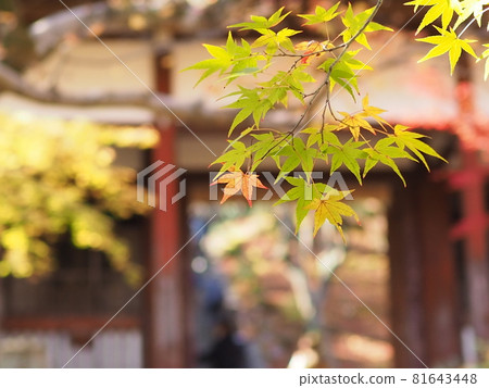 Autumn leaves of Jogakkoji Temple Autumn leaves of Jogakkoji Temple 81643448