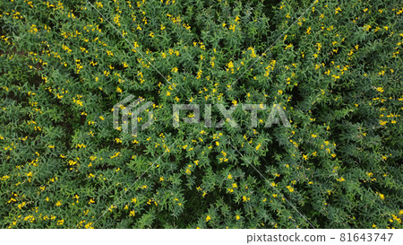 Top view of the growing sunhemp plantation with yellow flowers photographer by drone 81643747