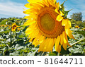 Sunflowers in the field in summer 81644711