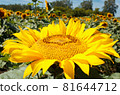 Sunflowers in the field in summer 81644712