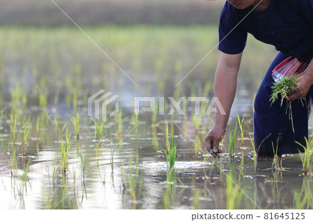 Farmer rice planting on water 81645125