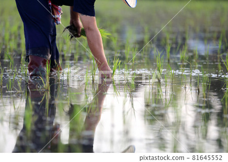 Farmer rice planting on water 81645552