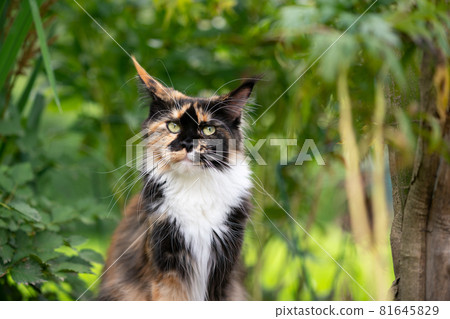 calico maine coon cat outdoors portrait in green nature 81645829