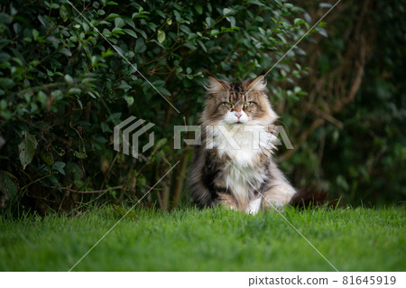 fluffy maine coon cat outdoors in green garden sitting on grass fluffy maine coon cat outdoors in green garden sitting on grass 81645919