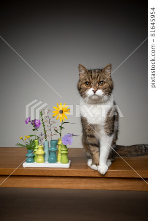 cute cat with different plants in small flower vase cute cat with different plants in small flower vase 81645954