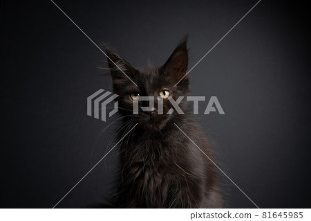 black kitten on black background portrait 81645985