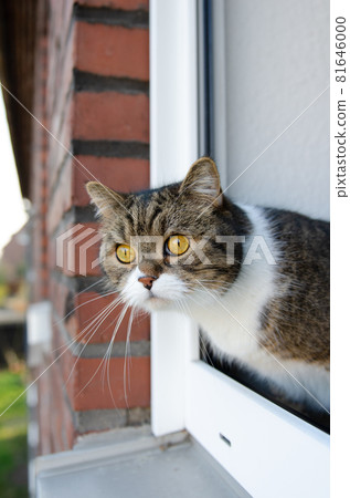 cat looking out of open window cat looking out of open window 81646000