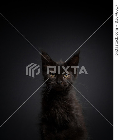 cute black maine coon kitten portrait on black background cute black maine coon kitten portrait on black background 81646017