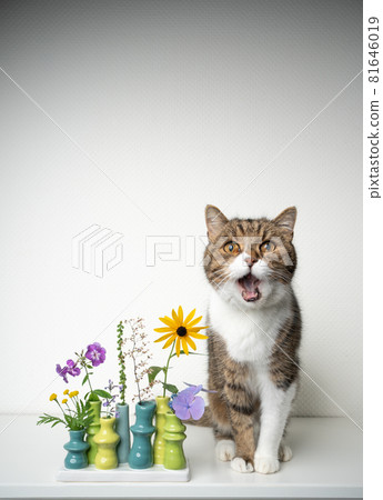 cat with different potentially toxic plants in small flower vase cat with different potentially toxic plants in small flower vase 81646019