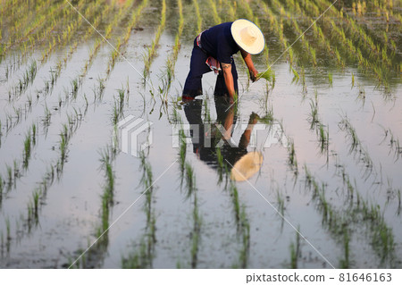 Farmer rice planting on water 81646163