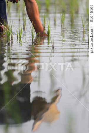 Farmer rice planting on water 81646165