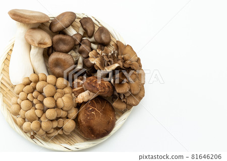 Mushroom white background 81646206