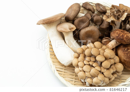蘑菇白色背景 81646217