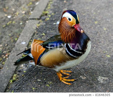 Mandarin duck in Kelsey Park, Beckenham, Greater London. The mandarin is a species of wood duck. Mandarin ducks are common in Kelsey Park, Beckenham. Close up of a mandarin duck (Aix galericulata), UK Mandarin duck in Kelsey Park, Beckenham, Greater London. The mandarin is a species of wood duck. Mandarin ducks are common in Kelsey Park, Beckenham. Close up of a mandarin duck (Aix galericulata), UK 81646305