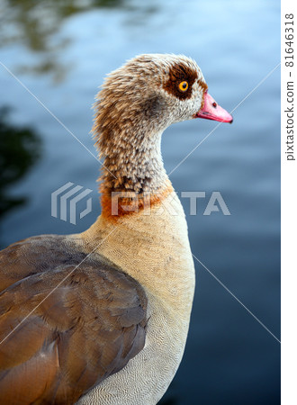 Egyptian goose in Kelsey Park, Beckenham, London. The Egyptian goose is standing by a lake looking right. Egyptian geese are common in Kelsey Park, Beckenham. Egyptian goose (Alopochen aegyptiaca), UK 81646318