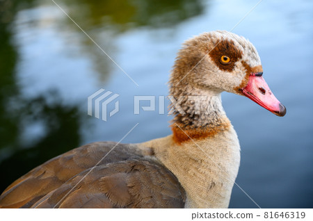 Egyptian goose in Kelsey Park, Beckenham, London. The Egyptian goose is standing by a lake looking right. Egyptian geese are common in Kelsey Park, Beckenham. Egyptian goose (Alopochen aegyptiaca), UK Egyptian goose in Kelsey Park, Beckenham, London. The Egyptian goose is standing by a lake looking right. Egyptian geese are common in Kelsey Park, Beckenham. Egyptian goose (Alopochen aegyptiaca), UK 81646319