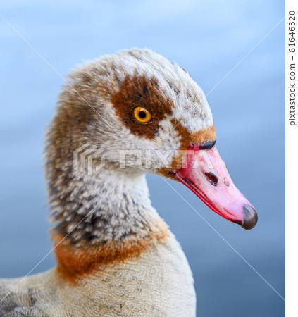Egyptian goose in Kelsey Park, Beckenham, Greater London. Close up of the head of an Egyptian goose. Egyptian geese are common in Kelsey Park, Beckenham. Egyptian goose (Alopochen aegyptiaca), UK. 81646320