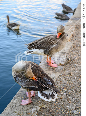 Greylag geese by the lake in Kelsey Park, Beckenham, Greater London. The geese are preening. There are many greylag geese in Kelsey Park, Beckenham, Kent. Greylag goose (Anser anser), UK. Greylag geese by the lake in Kelsey Park, Beckenham, Greater London. The geese are preening. There are many greylag geese in Kelsey Park, Beckenham, Kent. Greylag goose (Anser anser), UK. 81646326
