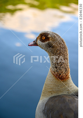 Egyptian goose in Kelsey Park, Beckenham, London. Portrait of Egyptian goose looking away across a lake. Egyptian geese are common in Kelsey Park, Beckenham. Egyptian goose (Alopochen aegyptiaca), UK 81646330