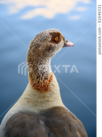 Egyptian goose in Kelsey Park, Beckenham, London. Portrait of Egyptian goose looking away across a lake. Egyptian geese are common in Kelsey Park, Beckenham. Egyptian goose (Alopochen aegyptiaca), UK Egyptian goose in Kelsey Park, Beckenham, London. Portrait of Egyptian goose looking away across a lake. Egyptian geese are common in Kelsey Park, Beckenham. Egyptian goose (Alopochen aegyptiaca), UK 81646331