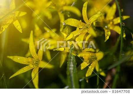 Yellow flowers grow on a flower bed in spring, beautiful light falls Yellow flowers grow on a flower bed in spring, beautiful light falls 81647708