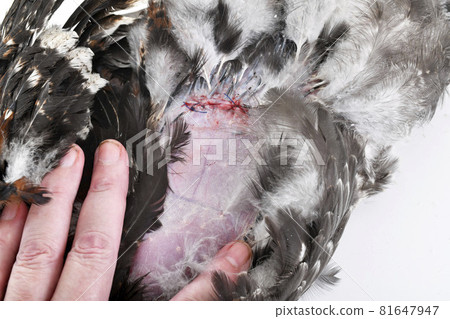 caponize the rooster 81647947