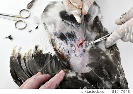 caponize the rooster 81647948