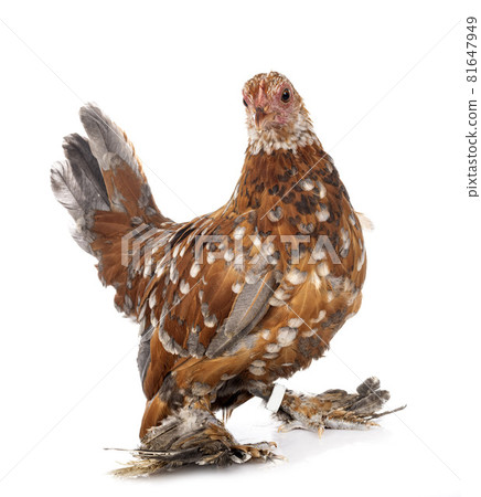 Booted Bantam in studio 81647949