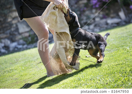 training of puppy rottweiler 81647950