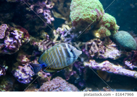 Blue Tang Surgeon Fish - Paracanthurus hepatus. Wonderful and beautiful underwater world with corals and tropical fish. Blue Tang Surgeon Fish - Paracanthurus hepatus. Wonderful and beautiful underwater world with corals and tropical fish. 81647966