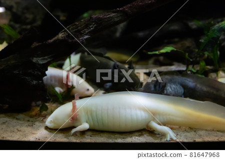 Underwater Axolotl portrait close up in an aquarium. Mexican walking fish. 81647968