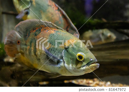 Beautiful bright Oscar Fish close-up underwater Beautiful bright Oscar Fish close-up underwater 81647972