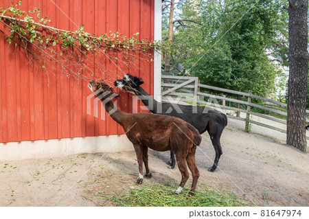Black and brown alpacas in the zoo at summer. 81647974