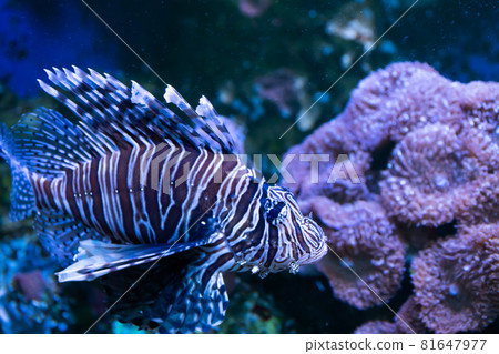 Lionfish. Wonderful and beautiful underwater world with corals and tropical fish. 81647977