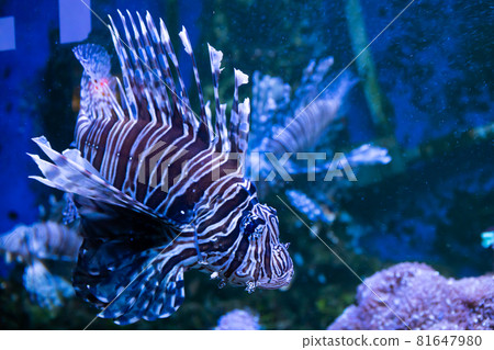 Lionfish. Wonderful and beautiful underwater world with corals and tropical fish. 81647980