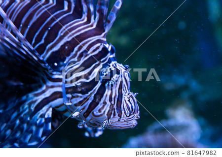 Lionfish. Wonderful and beautiful underwater world with corals and tropical fish. Lionfish. Wonderful and beautiful underwater world with corals and tropical fish. 81647982