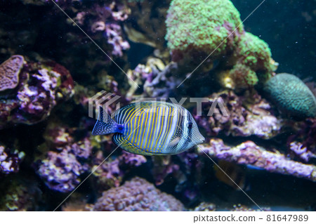 Blue Tang Surgeon Fish - Paracanthurus hepatus. Wonderful and beautiful underwater world with corals and tropical fish. 81647989