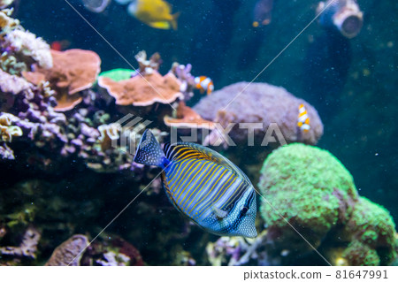 Blue Tang Surgeon Fish - Paracanthurus hepatus. Wonderful and beautiful underwater world with corals and tropical fish. Blue Tang Surgeon Fish - Paracanthurus hepatus. Wonderful and beautiful underwater world with corals and tropical fish. 81647991
