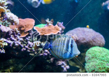 Blue Tang Surgeon Fish - Paracanthurus hepatus. Wonderful and beautiful underwater world with corals and tropical fish. Blue Tang Surgeon Fish - Paracanthurus hepatus. Wonderful and beautiful underwater world with corals and tropical fish. 81647993