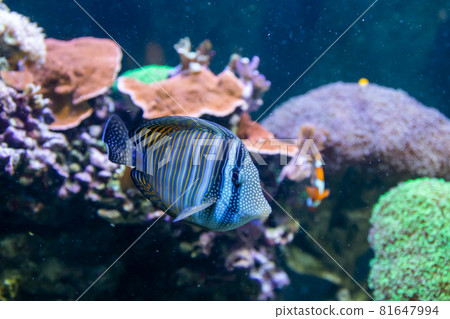 Blue Tang Surgeon Fish - Paracanthurus hepatus. Wonderful and beautiful underwater world with corals and tropical fish. 81647994