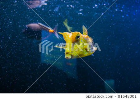 Longhorn cowfish, latin name Lactoria cornuta, also called the horned boxfish. Its primary habitat is coral reefs in lagoons, on reef flats Longhorn cowfish, latin name Lactoria cornuta, also called the horned boxfish. Its primary habitat is coral reefs in lagoons, on reef flats 81648001