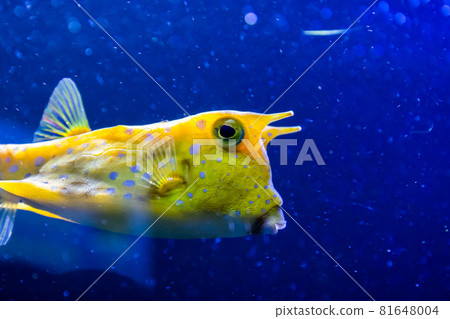 Longhorn cowfish, latin name Lactoria cornuta, also called the horned boxfish. Its primary habitat is coral reefs in lagoons, on reef flats Longhorn cowfish, latin name Lactoria cornuta, also called the horned boxfish. Its primary habitat is coral reefs in lagoons, on reef flats 81648004