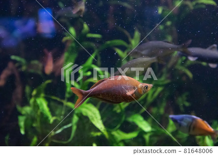 Beautiful red rainbowfish or salmon-red rainbowfish underwater 81648006