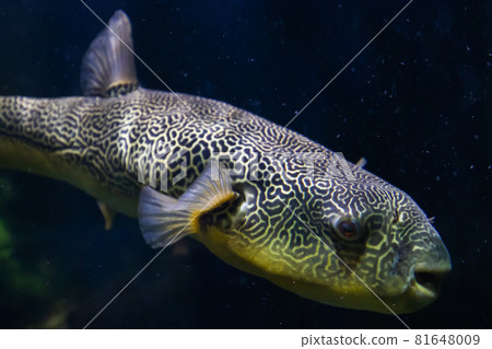 The Salt Water Puffer fish close-up underwater The Salt Water Puffer fish close-up underwater 81648009