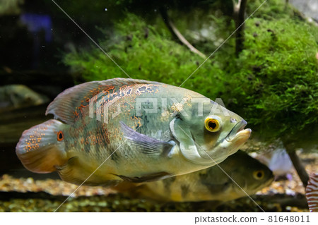 Beautiful bright Oscar Fish close-up underwater Beautiful bright Oscar Fish close-up underwater 81648011