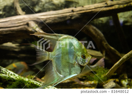 Aquarium fish Angel fish in the water Aquarium fish Angel fish in the water 81648012