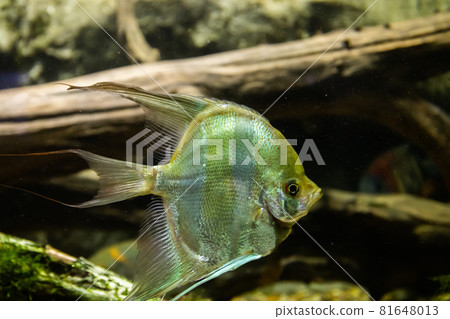 Aquarium fish Angel fish in the water 81648013