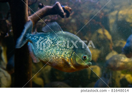 Red-bellied piranha, danger fish in the water Red-bellied piranha, danger fish in the water 81648014