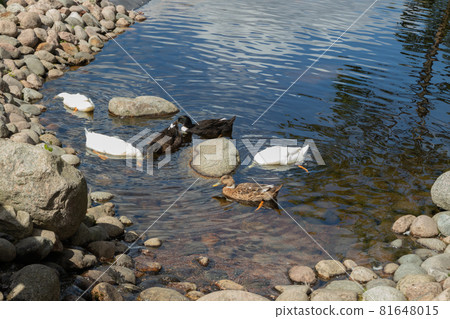 Three types of ducks walk by the pond. White, black, brown duck 81648015